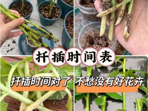 床植扦插72法，如何高效提升植物成活率？(1)