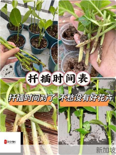 床植扦插72法，如何高效提升植物成活率？(1)